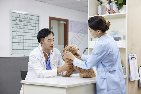 宠物医院医护人员为宠物狗做体检图片
