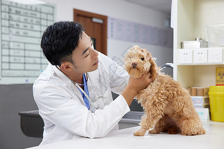 宠物医生为宠物狗做体检图片