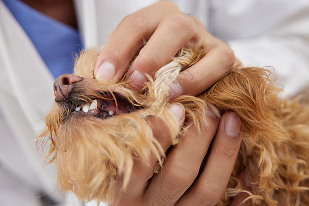 宠物医生为宠物狗检查牙齿状况图片