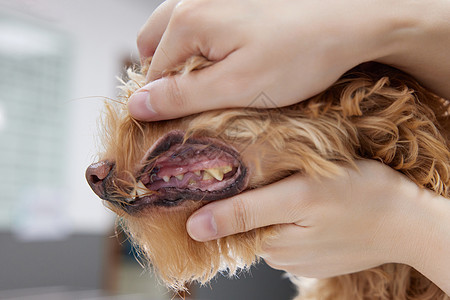 宠物医生为宠物狗检查牙齿状况图片
