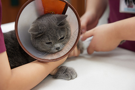 伊丽莎白圈宠物医生为受伤的猫咪包扎伤口背景