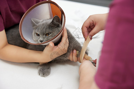 伊丽莎白圈宠物医院兽医给生病的猫咪包扎伤口背景