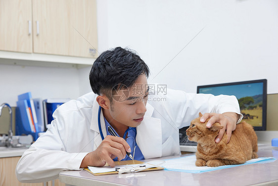 宠物医生为生病的猫猫做记录图片