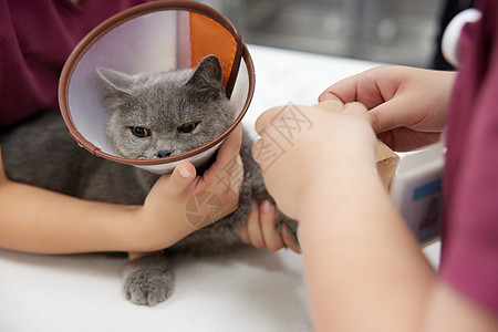 伤口消毒宠物医院兽医给生病的猫咪包扎伤口背景