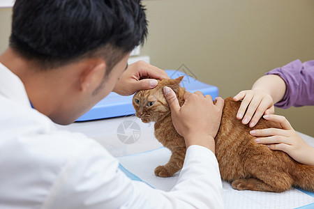 医医生宠物医生为猫咪做身体检查背景