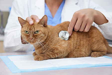 室内猫宠物医生为猫咪听诊特写背景