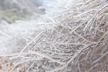 树枝上的冰挂图片