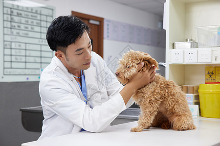 不同品种的宠物狗宠物医生为宠物狗做体检背景