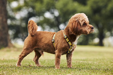 户外拓展可爱狗狗萌宠泰迪犬背景