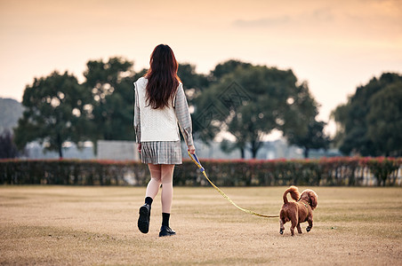 小清新美女夕阳下遛小泰迪背影图片