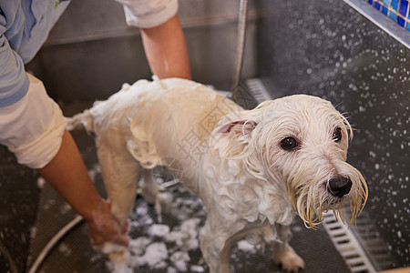 宠物店技师给宠物狗狗洗澡打泡泡特写高清图片