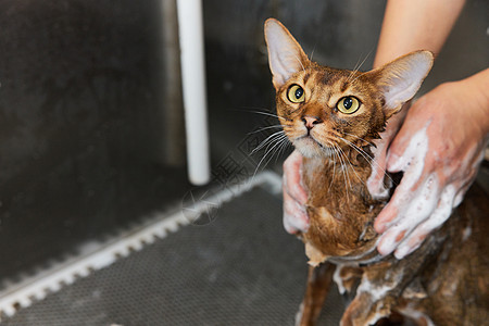 宠物店技师给宠物猫洗澡特写图片