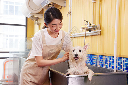 宠物店女性技师给宠物狗狗洗澡图片