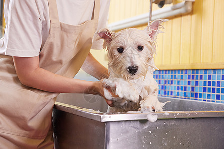 小狗洗澡宠物店里洗澡的狗狗背景