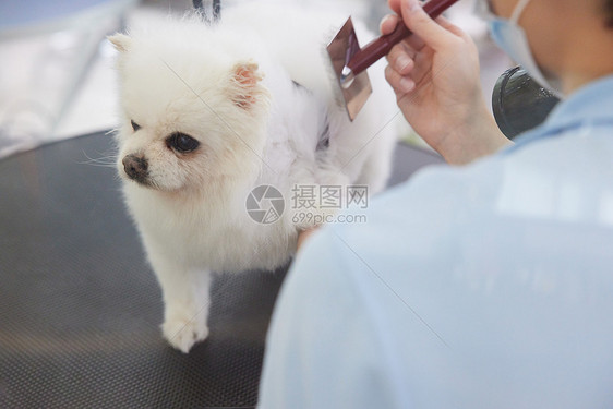 宠物店技师给宠物狗理毛剪毛特写图片