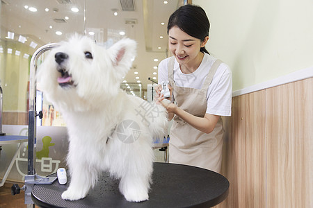 宠物店女性技师给宠物狗修剪指甲高清图片