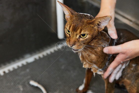 宠物店技师给宠物猫洗澡特写图片