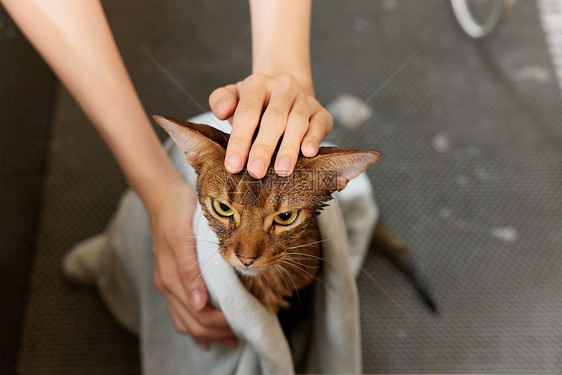 宠物店技师给宠物猫洗澡擦干身子图片