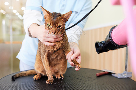 宠物店技师给宠物猫吹毛图片