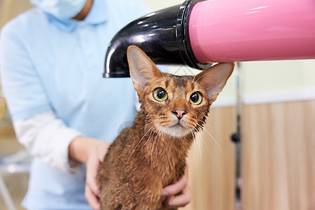 宠物店技师给宠物猫吹毛图片