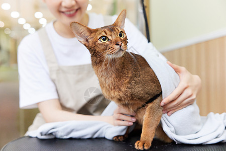 宠物店技师给宠物猫擦干身子特写背景