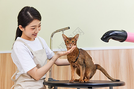 宠物店女性技师给猫做美容护理图片