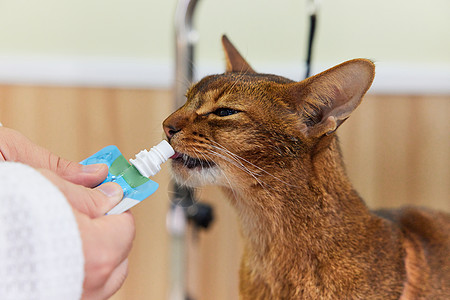 宠物店技师喂宠物猫吃营养膏特写图片