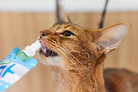 宠物店技师喂宠物猫吃营养膏特写图片