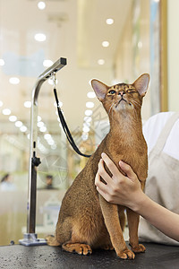 美女和猫宠物店技师给宠物猫美容护理背景