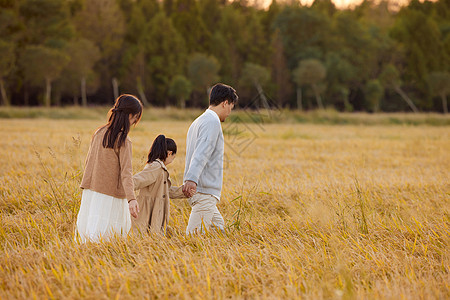 儿童牵手一家人牵手走在稻田里背景