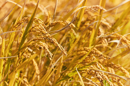 稻田里成熟的稻穗粮食高清图片素材