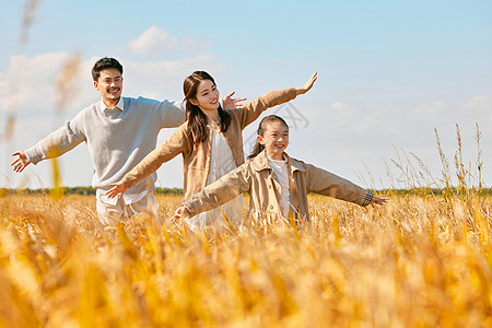 成熟的稻穗秋天郊游的幸福家庭背景