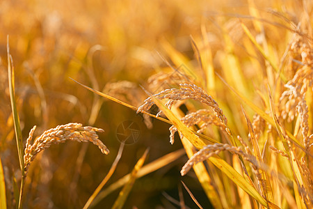 稻田里成熟的稻穗农作物高清图片素材