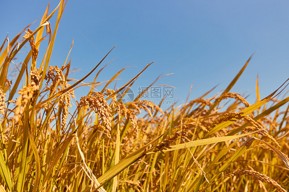 植物水稻特写图片