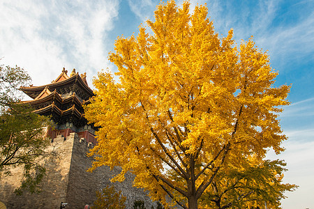 秋天的故宫红墙与金黄的银杏图片