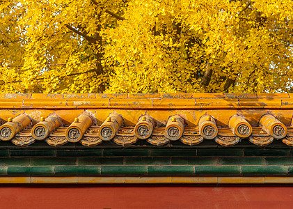 故宫银杏秋天的故宫红墙与金黄的银杏背景