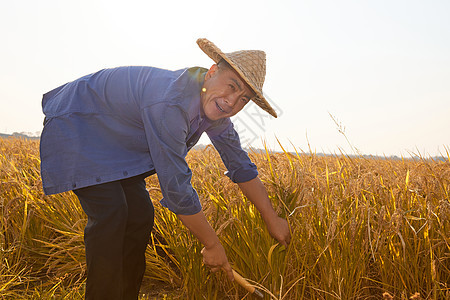 秋季农民稻田里收割水稻图片