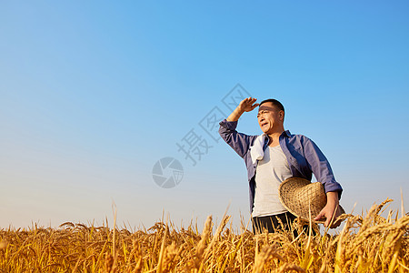 远方田野秋季农民站在稻田里遥望远方背景