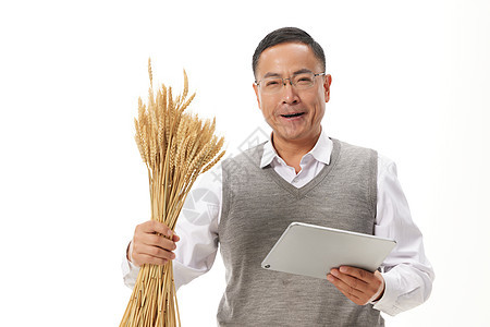 农业科研专家稻田里研究水稻图片
