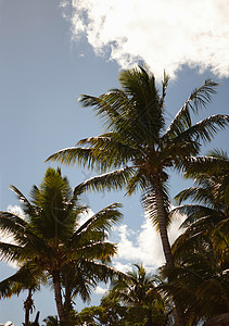 棕榈树和蓝天背景图片