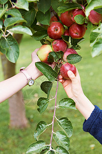 树上的苹果儿童从树上采摘水果背景