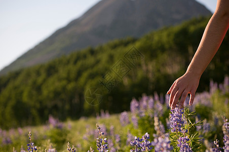 女性的手指划过鲜花图片