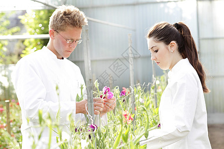 科学家一起检查植物图片