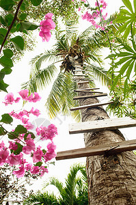 棕榈树上梯子的低角度视图图片