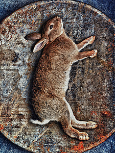 编织篮里躺着的兔子图片