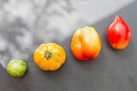 多彩品种的番茄图片