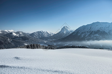 雪山里边的树图片