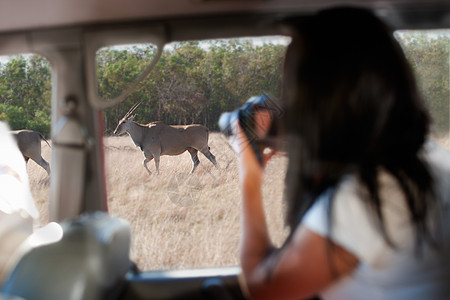 通过汽车窗口拍摄野生物的妇女图片