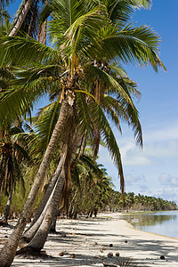 棕榈树的海滩图片