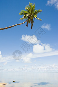 一棵椰枣树图片